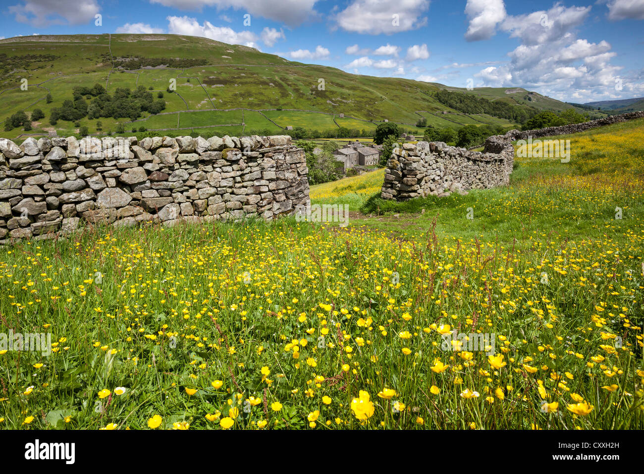 Wild Flower Meadow near Thwaite, Swaledale, Yorkshire Dales National