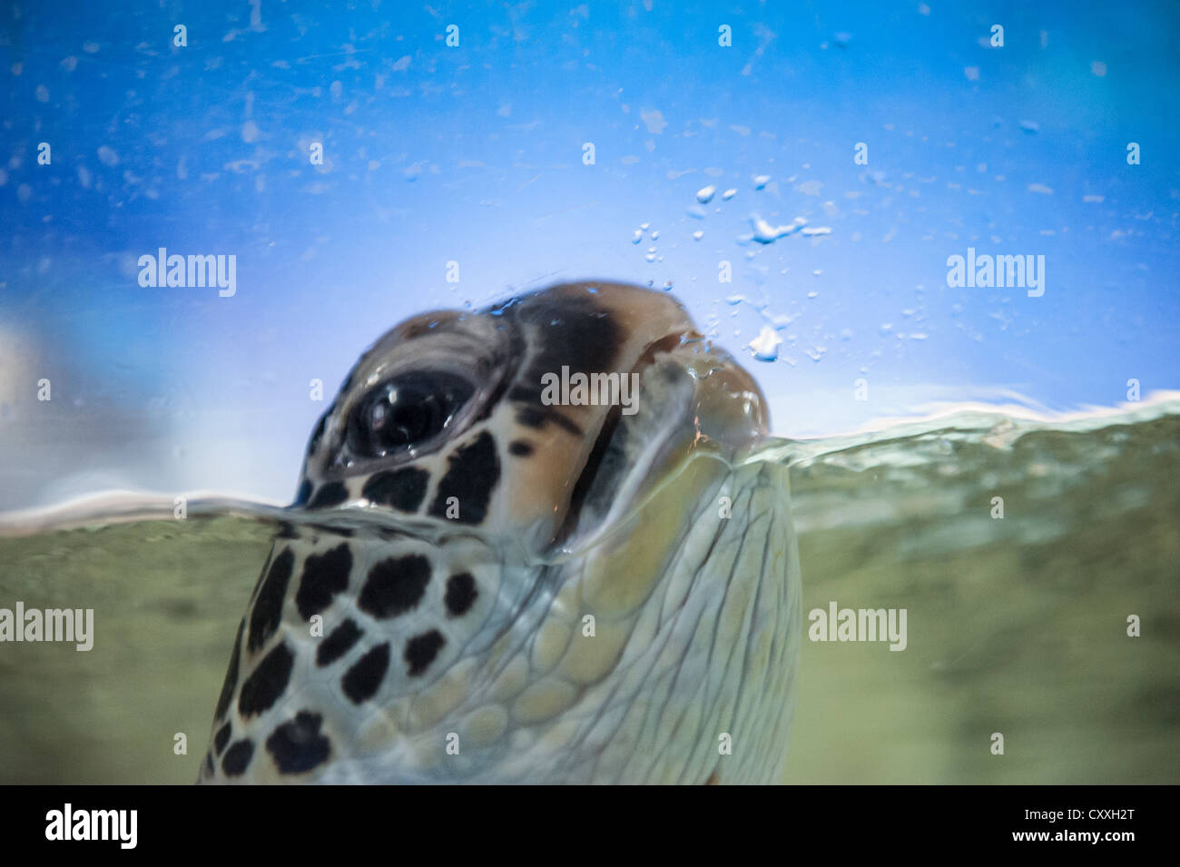 Blue Zoo, Beijing. Turtle swimming to the water surface. Stock Photo