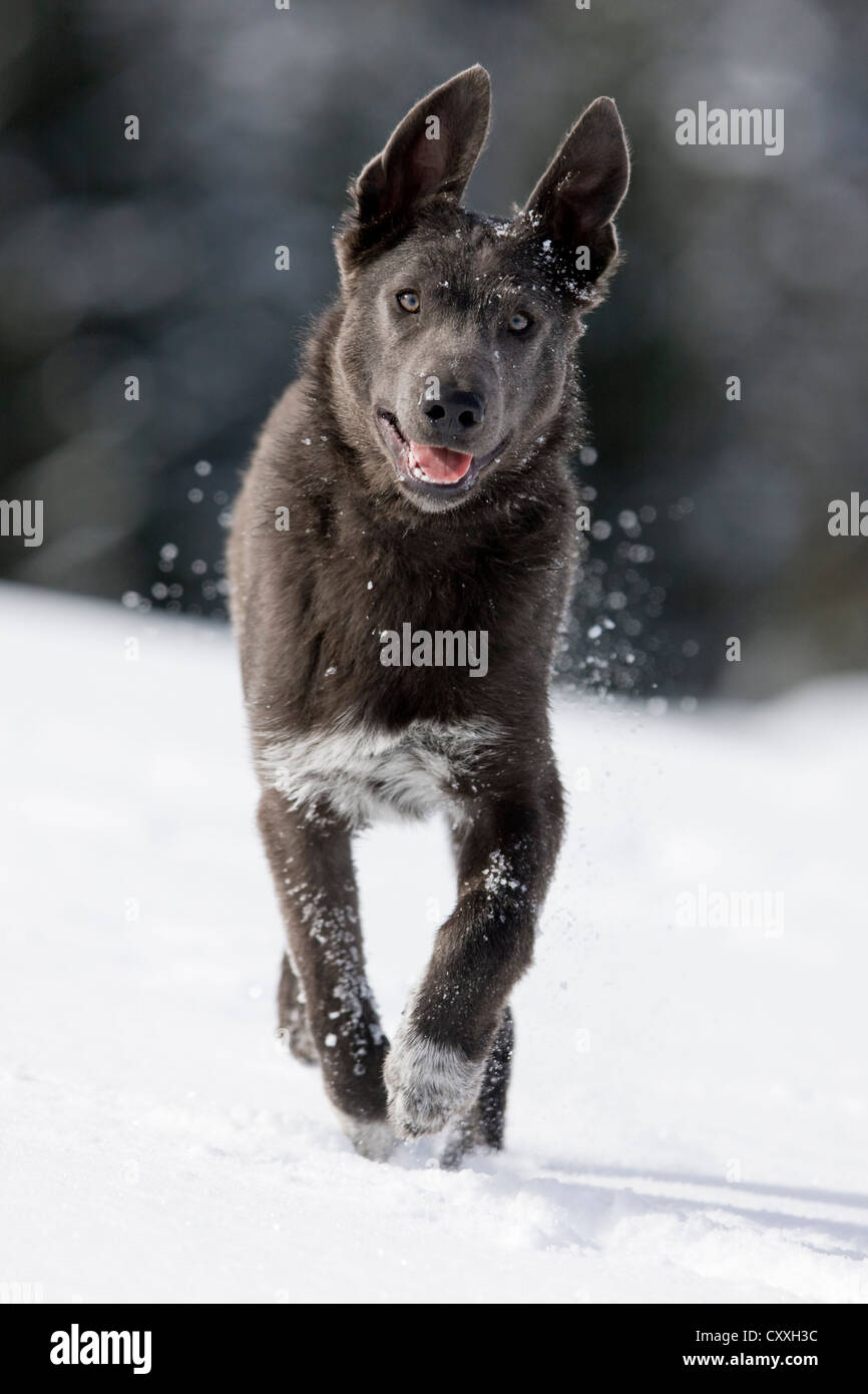 Alpine Shepherd running in the snow, North Tyrol, Austria, Europe Stock Photo