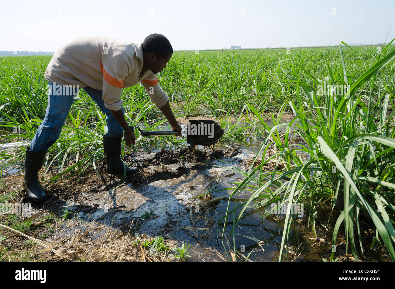 Smallholder farmer irrigating his sugarcane field. Kaleya Company. Mazabuka. Zambia. Stock Photo