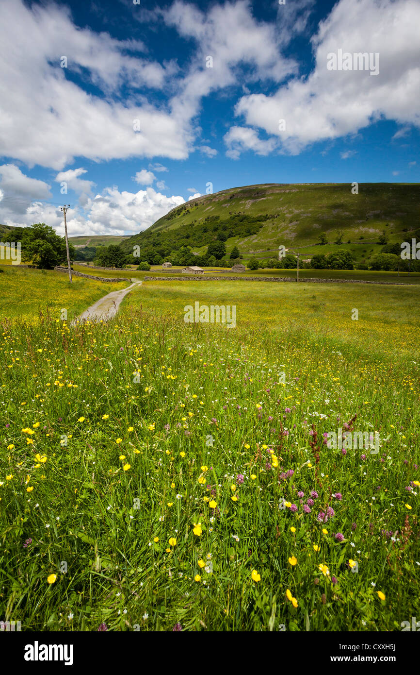 Wild Flower Meadow at Muker, Swaledale, Yorkshire Dales National Park