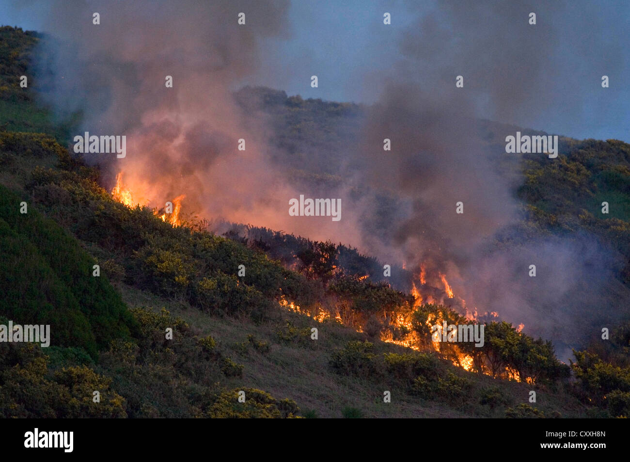 A large bracken fire alongside the coastal path that runs along the top of the cliffs at Rotherslade Bay near Swansea, UK. Stock Photo