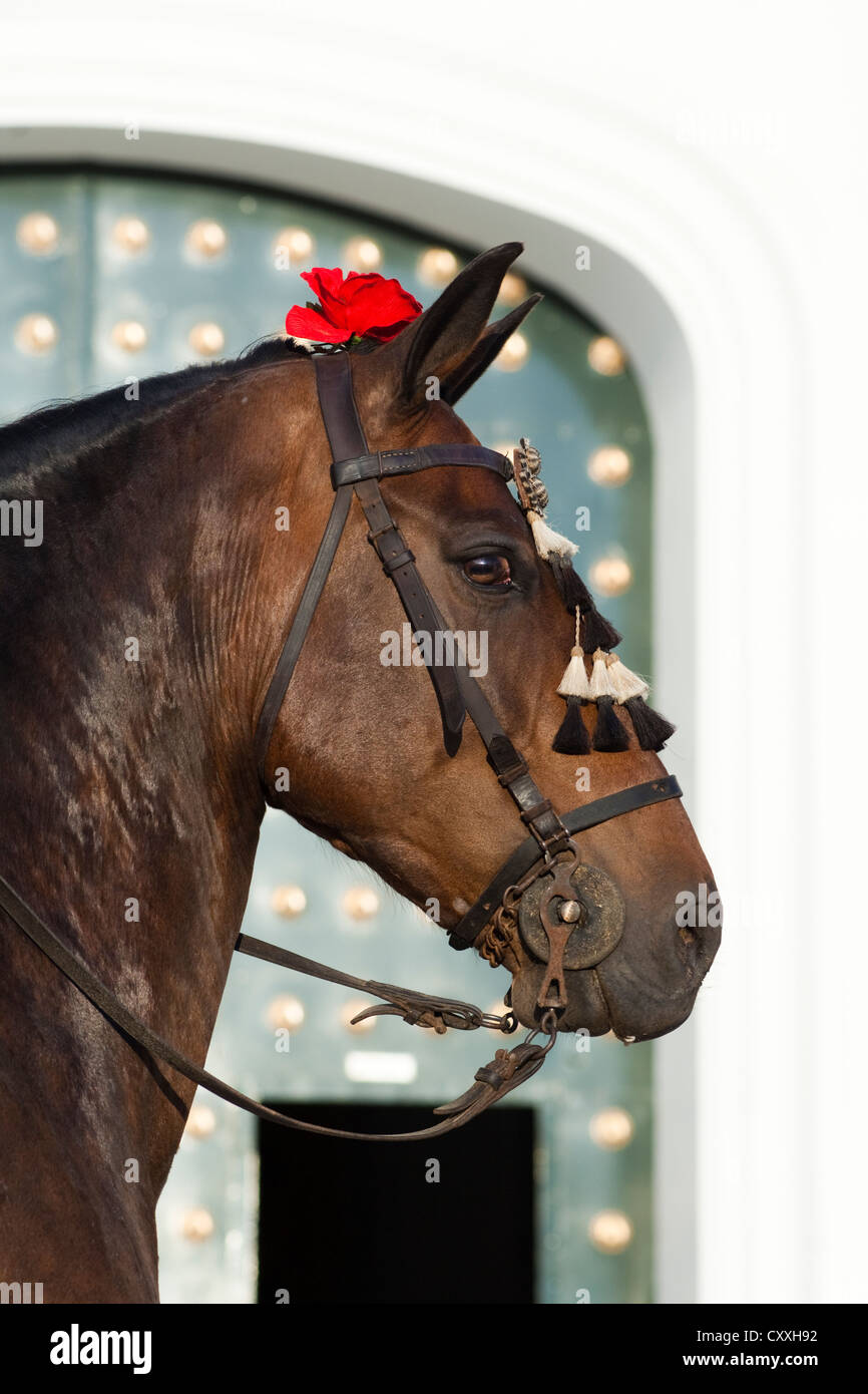 Brown Andalusian horse decorated with a rose, portrait, El Rocio, Almonte, Huelva province, Andalusia, Spain, Europe Stock Photo