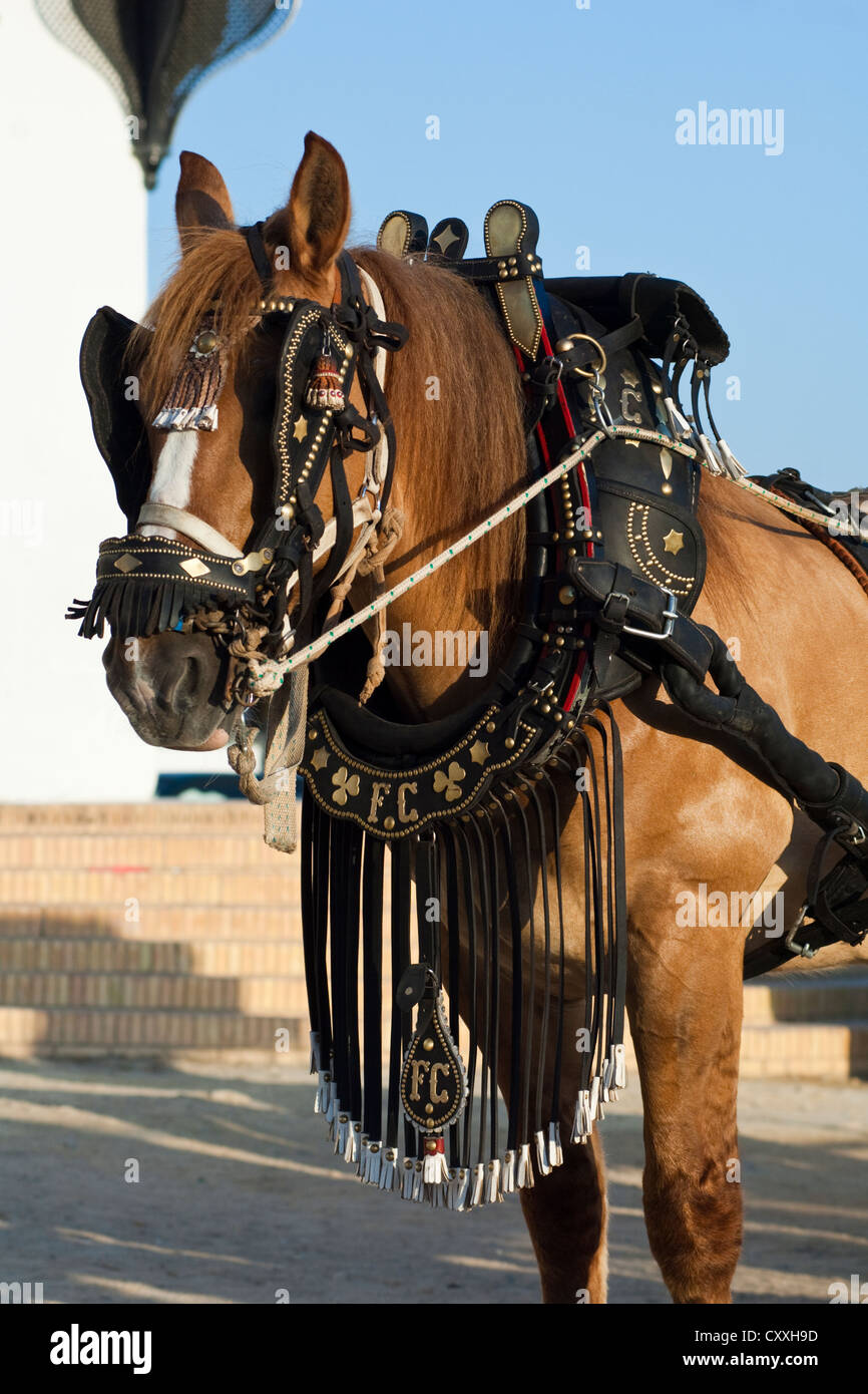 Andalusian horse in harness, El Rocio, Almonte, Huelva province, Andalusia, Spain, Europe Stock Photo