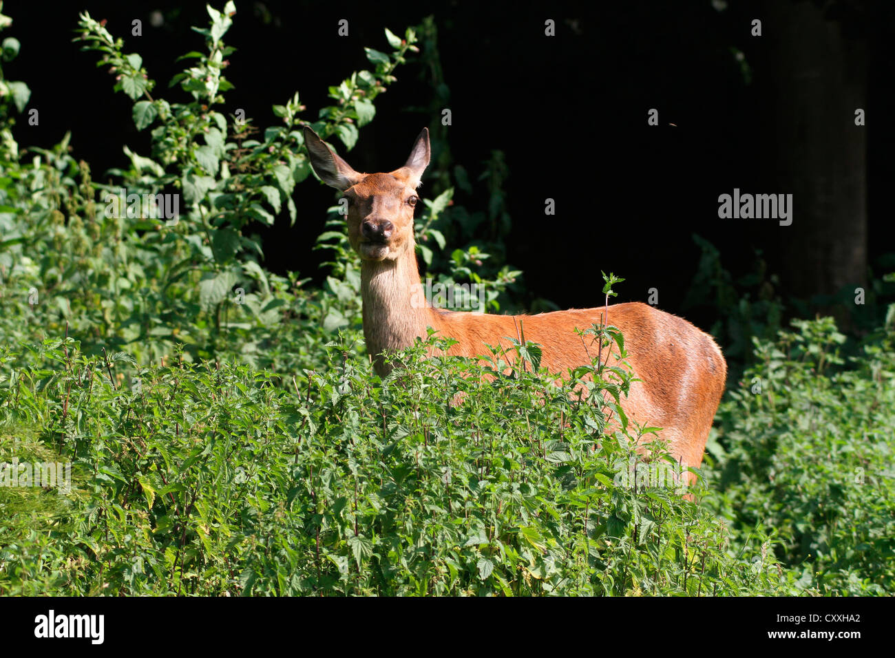 Red deer (Cervus elaphus), female, hind, watchful at the edge of the forest, Allgaeu, Bavaria Stock Photo