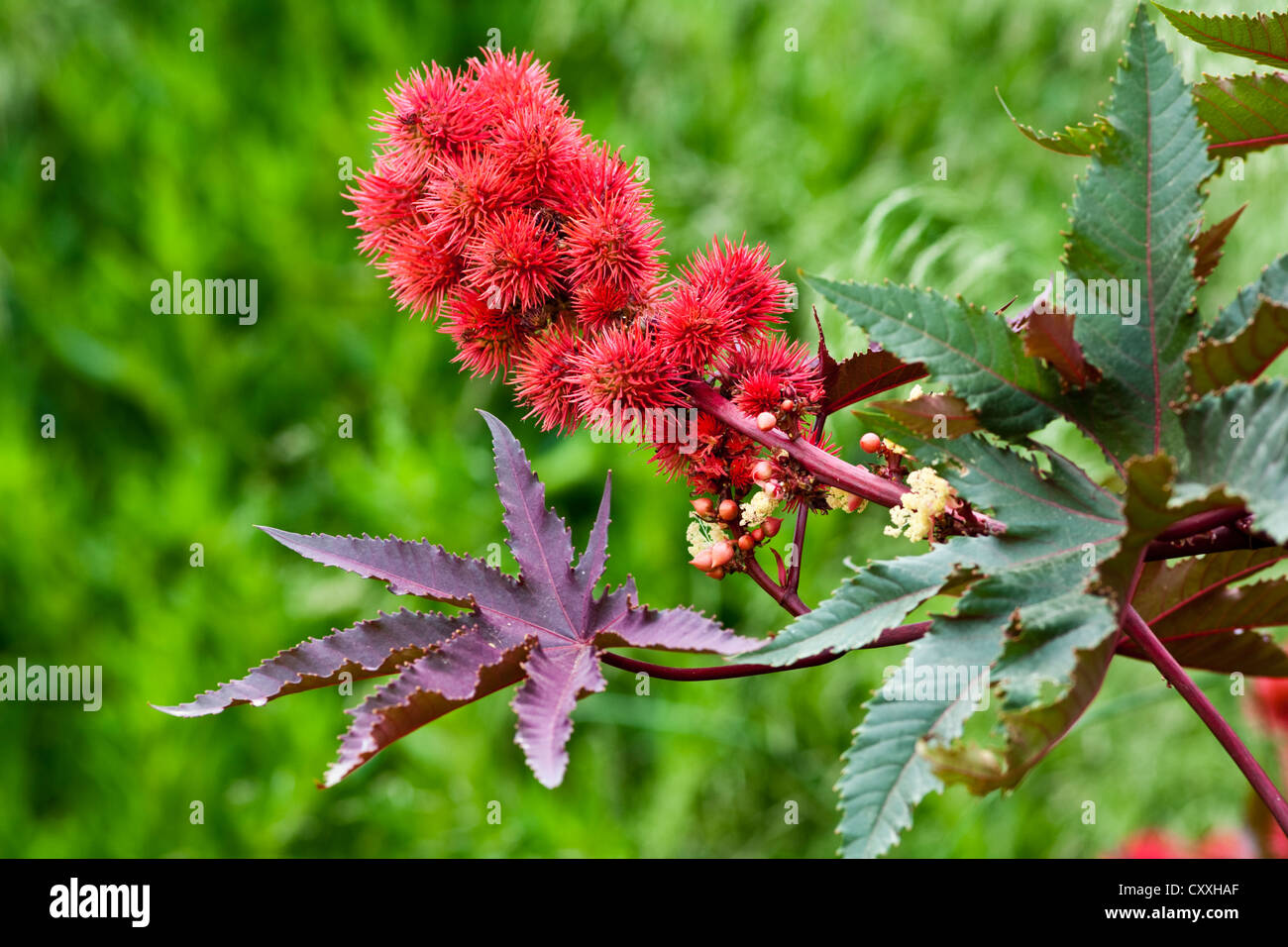 Strawberry tree (Arbutus spp.), Andalusia, Spain, Europe Stock Photo