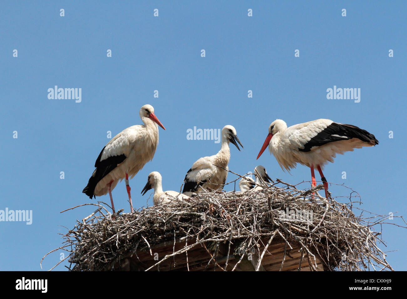White Storks (Ciconia ciconia) with young at the nest, Allgaeu, Bavaria Stock Photo