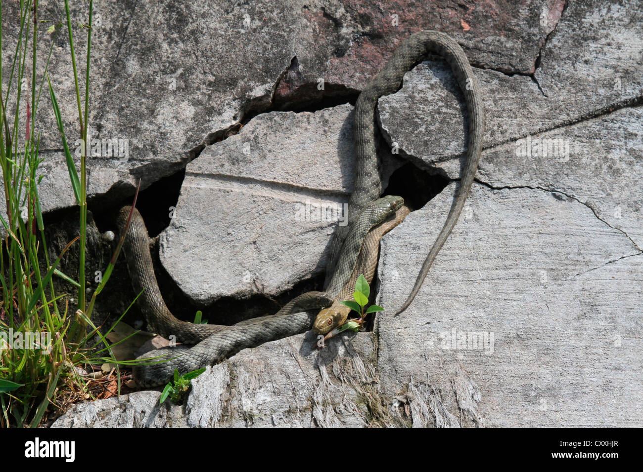 Dice snakes (Natrix tessellata), grey, brown and yellow colour variants, Lake Balaton, Hungary, Europe Stock Photo