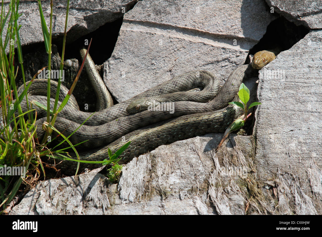 Dice snakes (Natrix tessellata), grey and yellow colour variants, Lake Balaton, Hungary, Europe Stock Photo