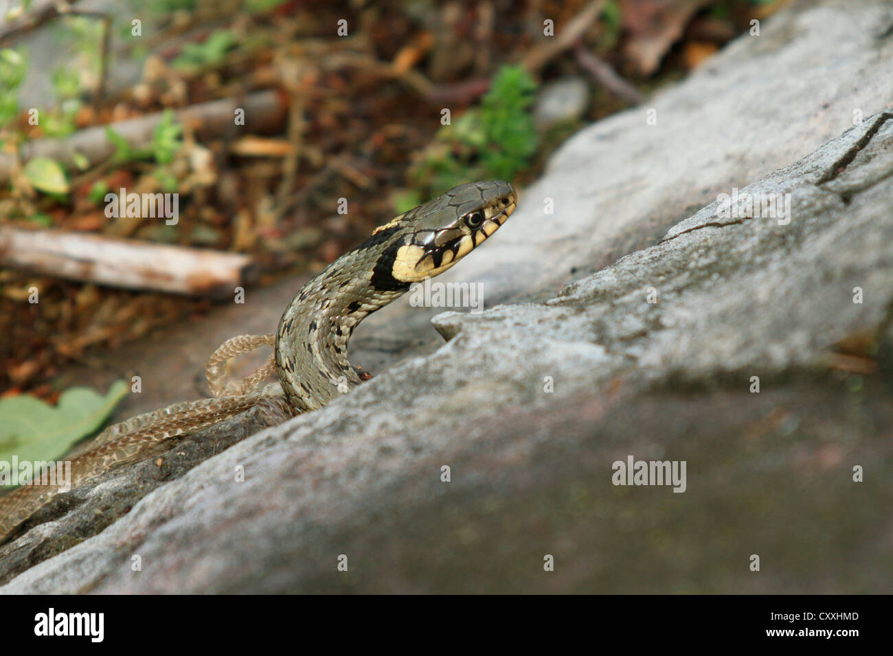 Grass snake (Natrix natrix) with shed snake skin, Lake Balaton, Hungary, Europe Stock Photo