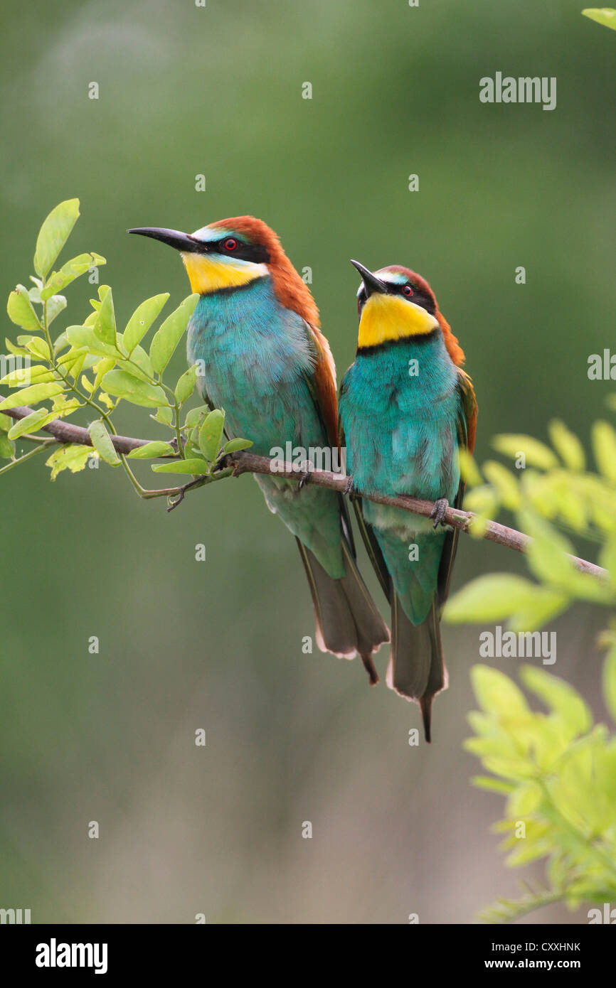 Two bee-eaters (Merops apiaster), Hungary, Europe Stock Photo
