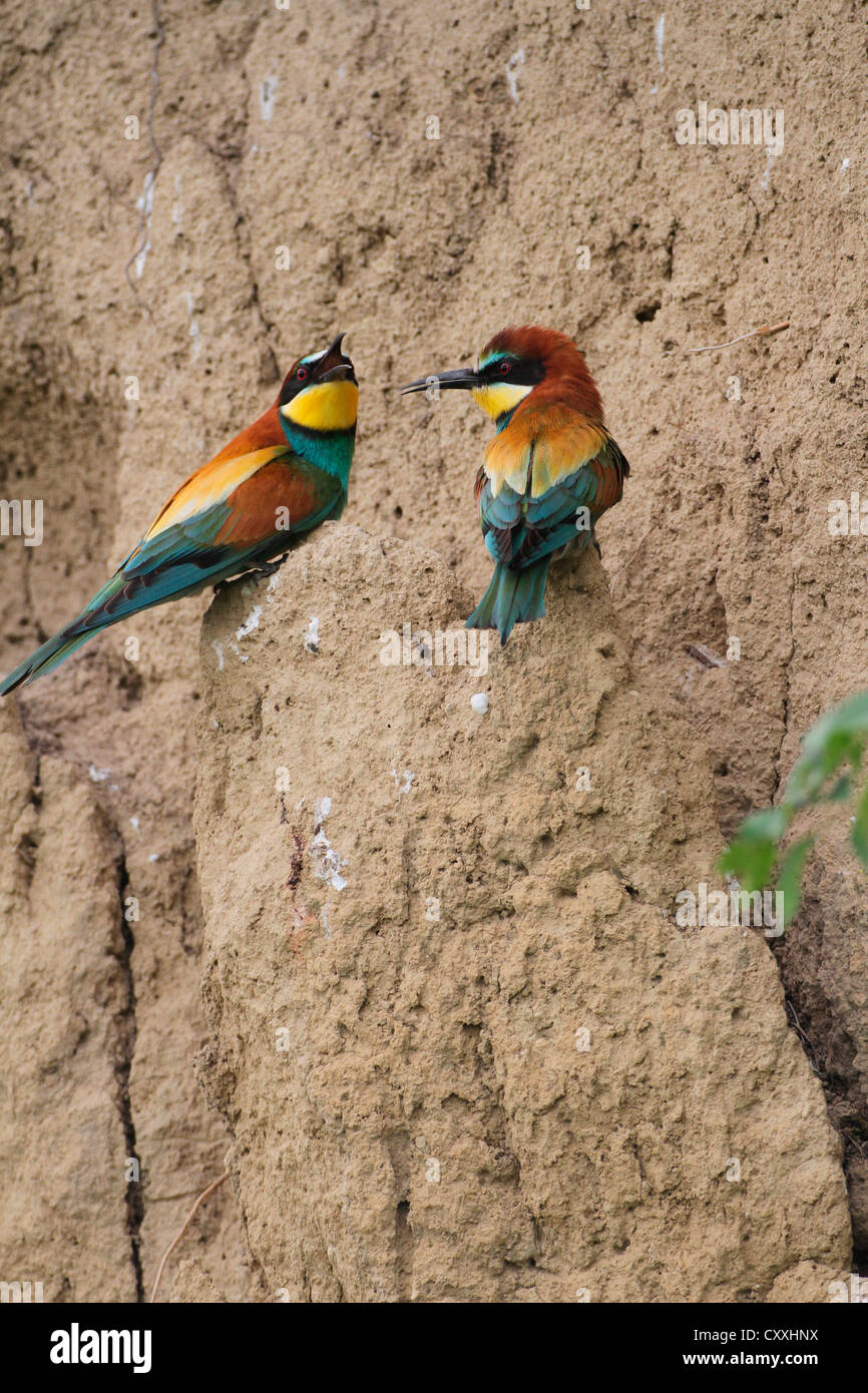 Two bee-eaters (Merops apiaster), on a breeding wall, Hungary, Europe Stock Photo