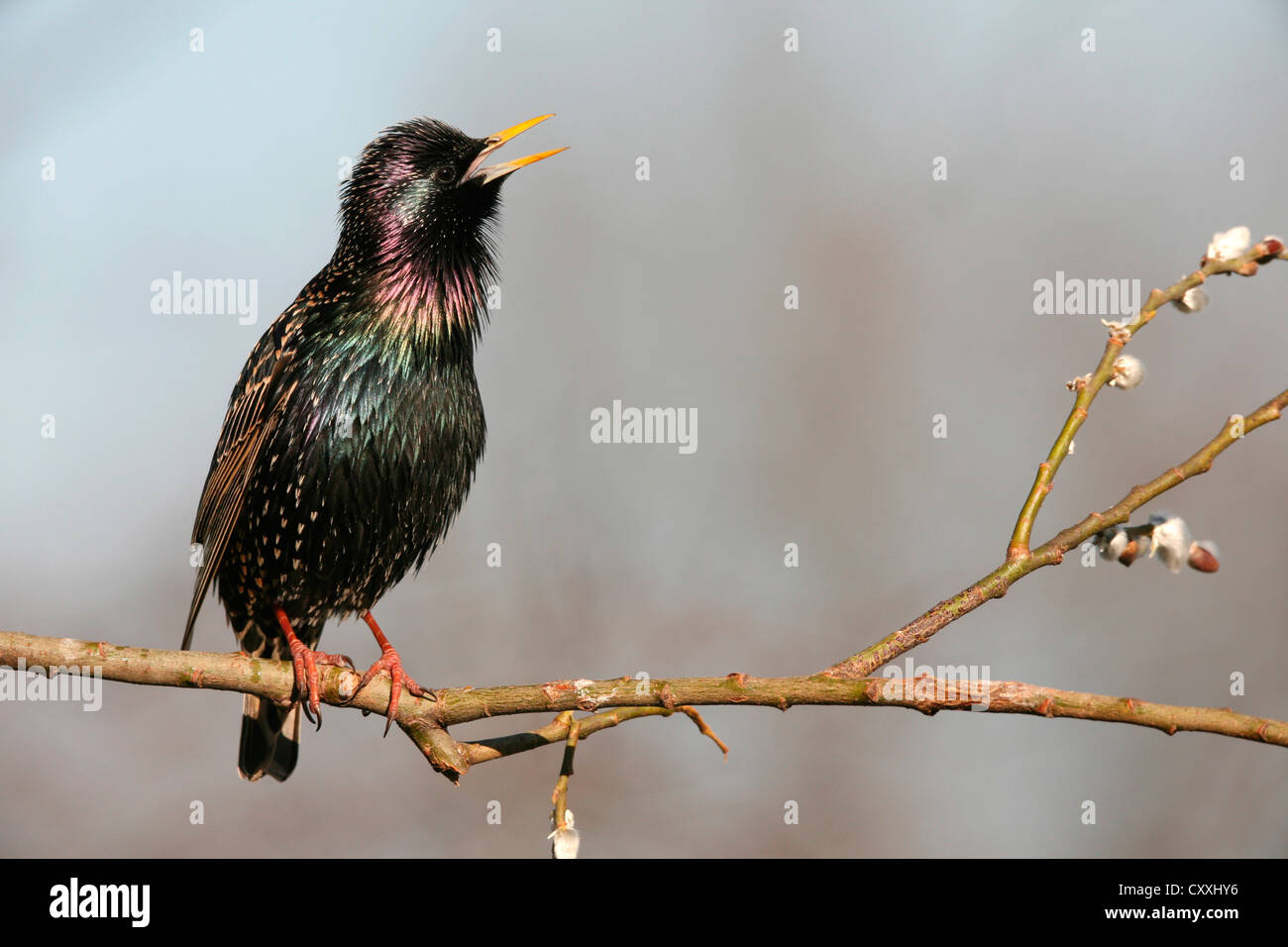 Starling (Sturnus vulgaris), displaying courtship, singing, Allgaeu, Bavaria Stock Photo