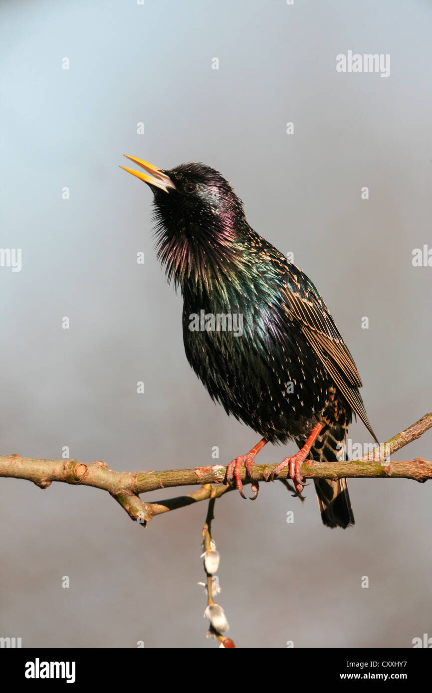 Starling (Sturnus vulgaris), displaying courtship, singing, Allgaeu, Bavaria Stock Photo