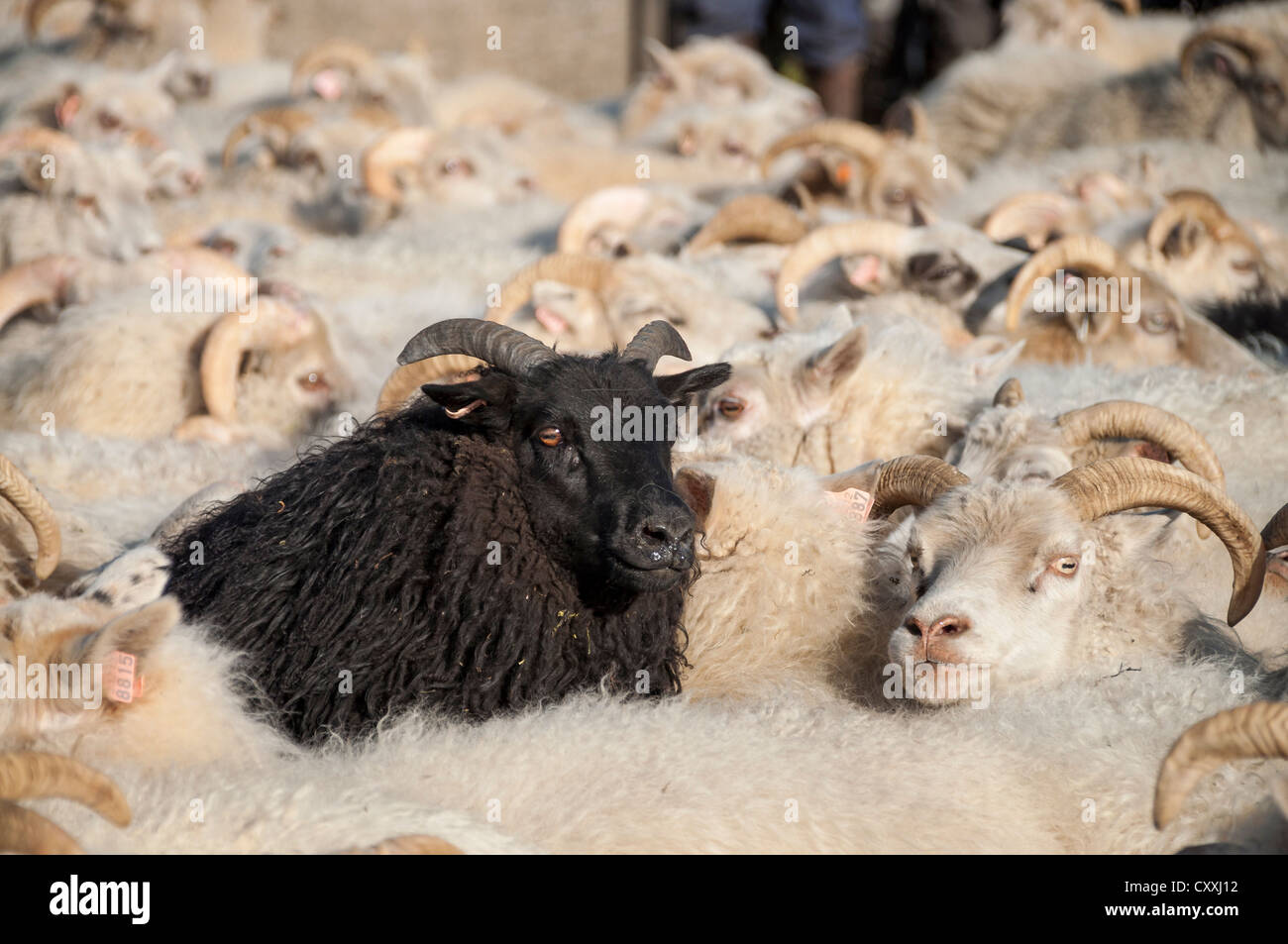 Black sheep among white sheep, flock of sheep near Kirkjubæjarklaustur