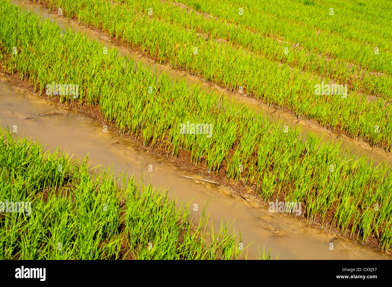 Rice plants in the water, rice farming, rice paddy, Northern Thailand, Thailand, Asia Stock Photo
