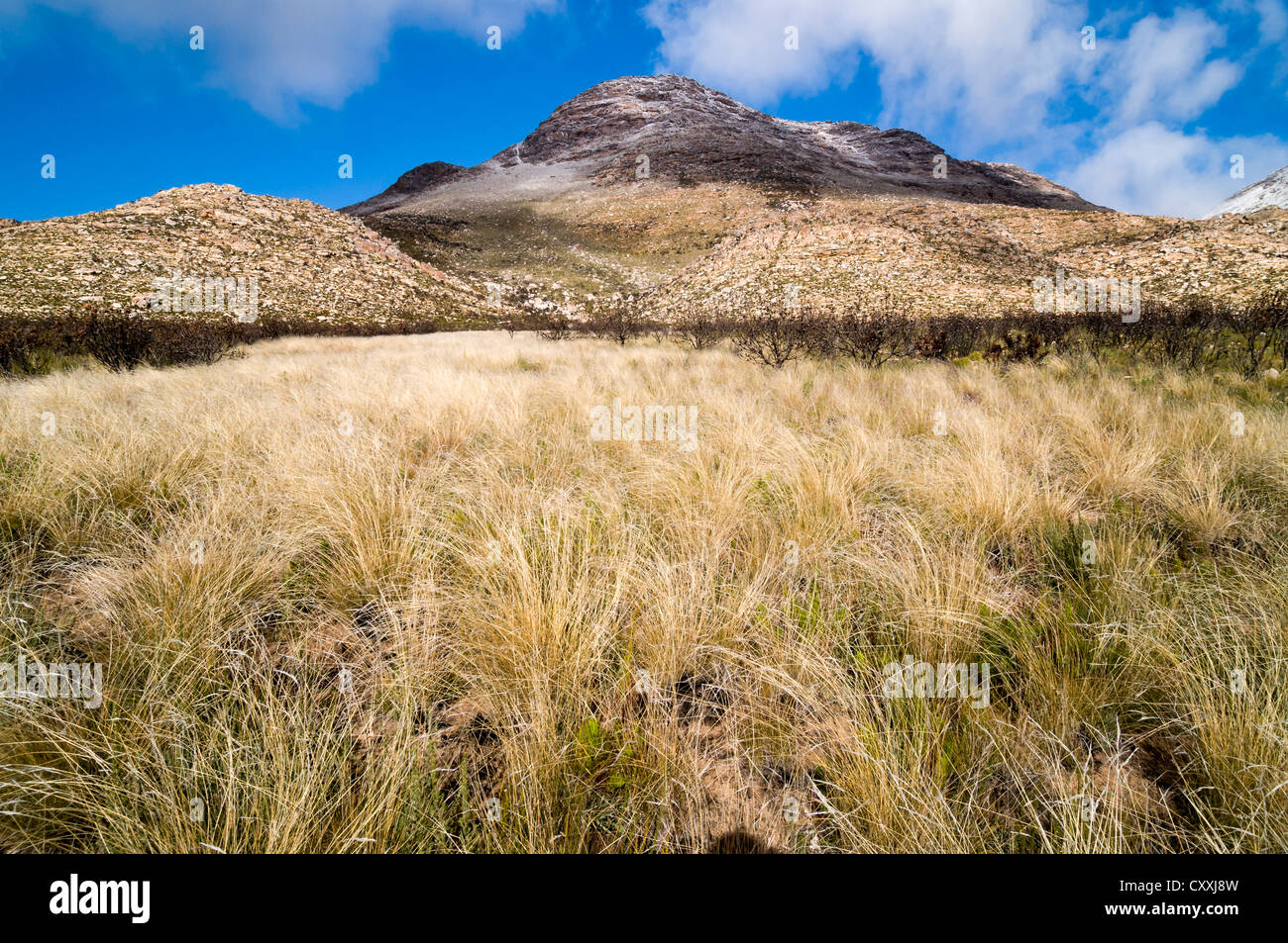 Grassy plain, Swartberg mountains, Western Cape, South Africa, Africa