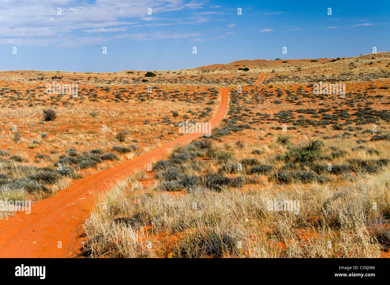 Road through the red dunes, Kgalagadi Transfrontier Park, Kalahari Desert, Northern Cape, South Africa, Africa Stock Photo