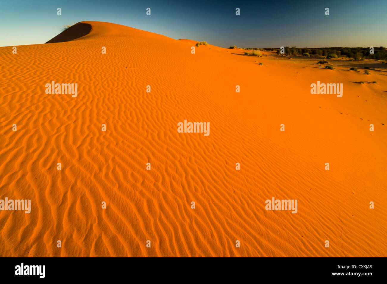 Red dunes, Kgalagadi Transfrontier Park, Kalahari Desert, Northern Cape ...