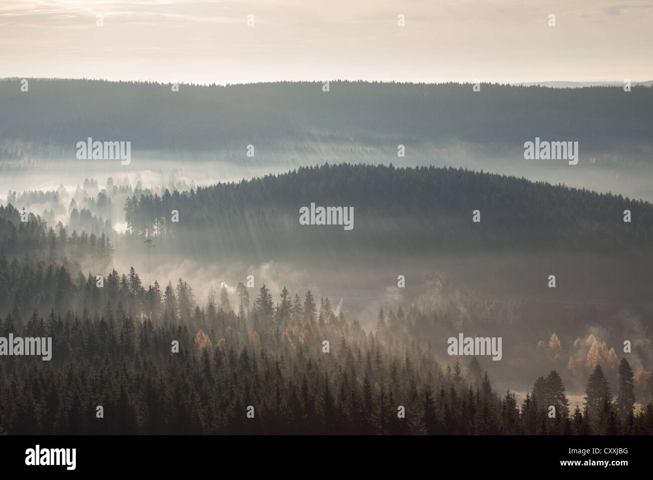 Fog over a forest in the morning light, Black Forest mountain range, Breisgau-Hochschwarzwald district, Baden-Wuerttemberg Stock Photo