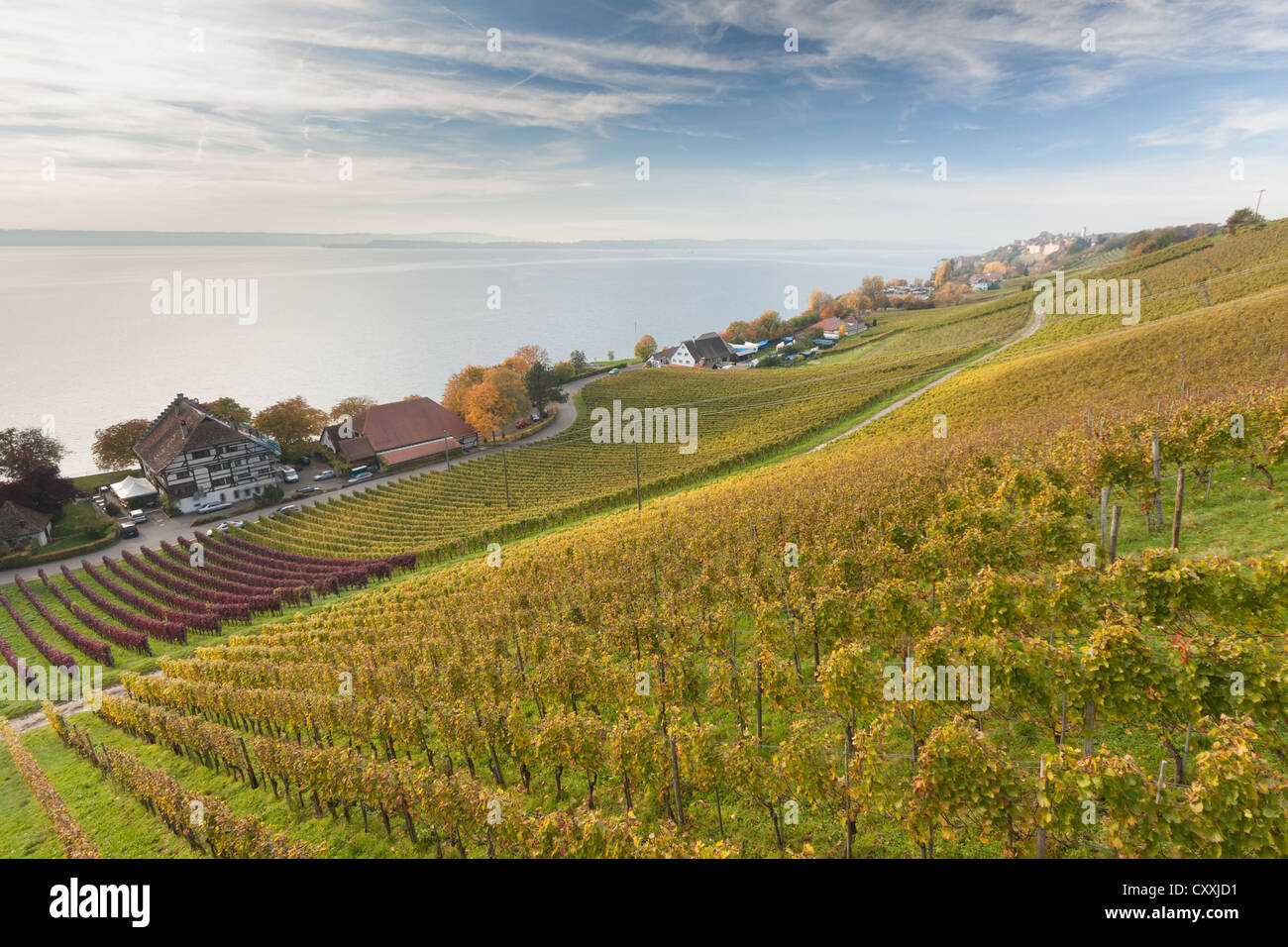Grapevines, Haltnau winery near Meersburg, looking towards Lake Constance, Bodenseekreis district, Baden-Wuerttemberg Stock Photo