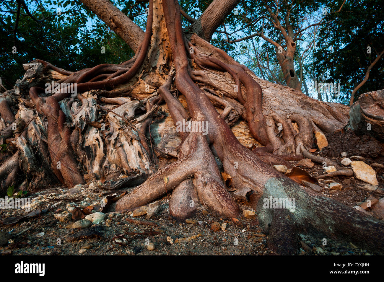 Interwoven tree roots, coast, Ao Thian, Ko Samet or Koh Samet, Gulf of Thailand, Thailand, Asia Stock Photo