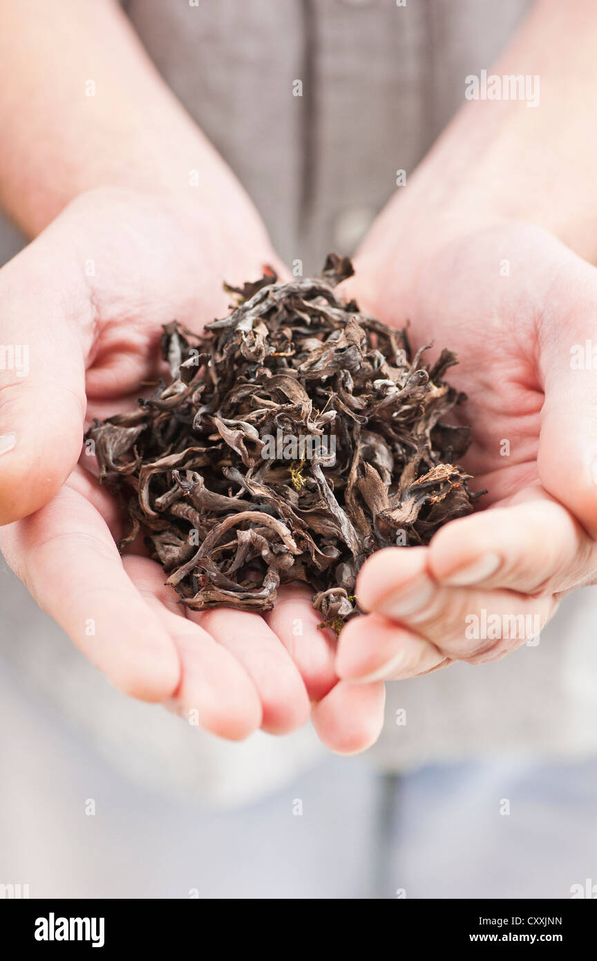Man showing hands full of dried edible mushrooms (black chanterelle) Stock Photo