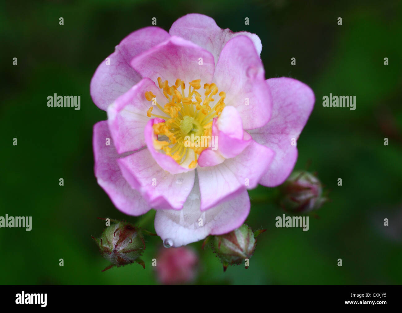 Miniature Rose in Full Bloom Stock Photo Alamy