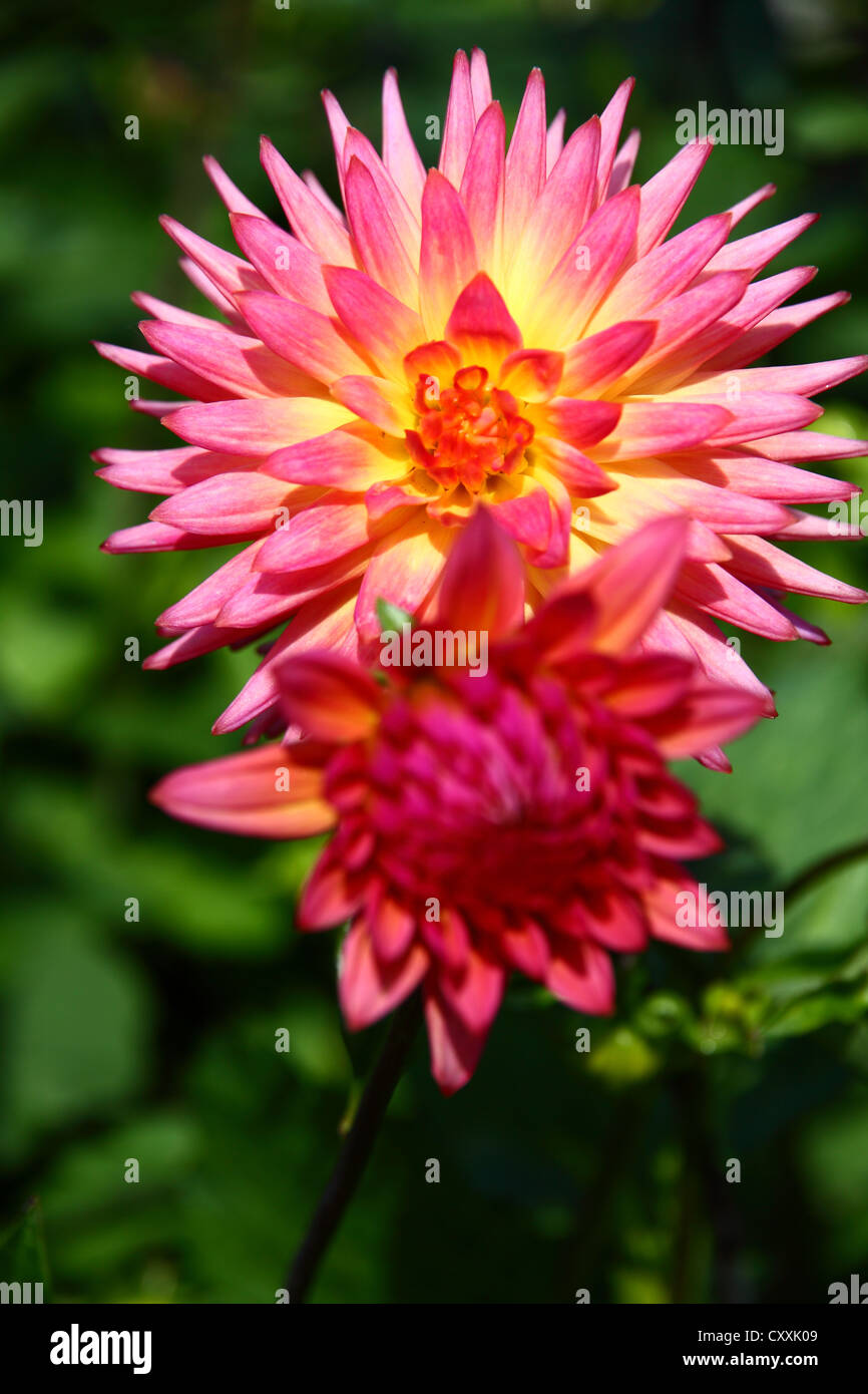 Dahlia in full bloom Stock Photo Alamy