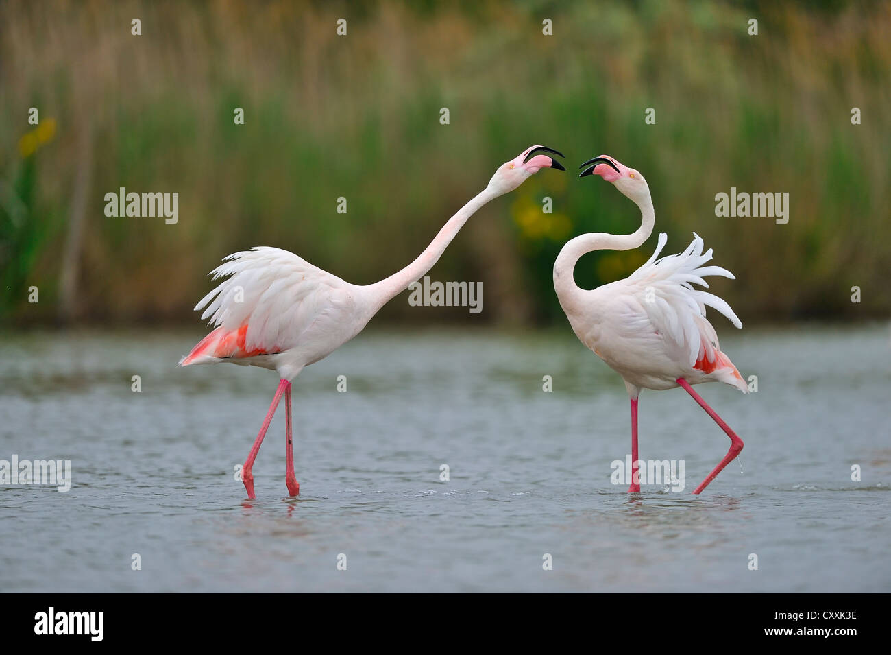 Greater Flamingos (Phoenicopterus ruber), Camargue, France, Europe Stock Photo