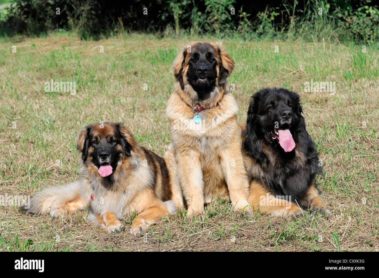 timber path leonbergers