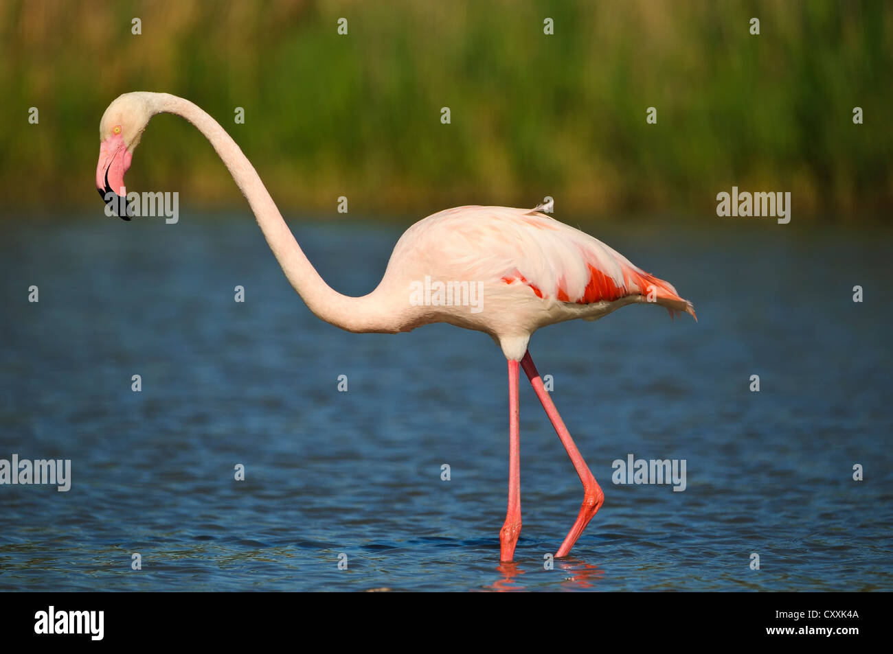 Greater Flamingos (Phoenicopterus ruber), Camargue, France, Europe Stock Photo