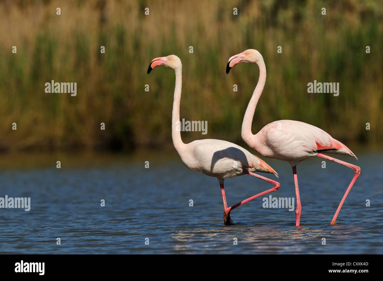 Greater Flamingos (Phoenicopterus ruber), Camargue, France, Europe Stock Photo