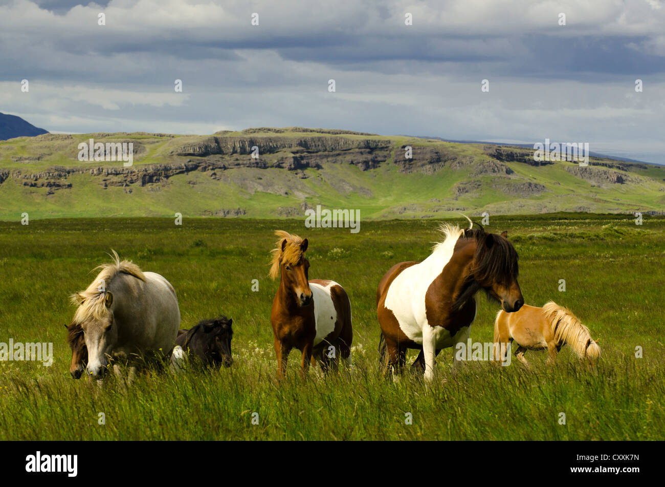 Icelandic horses, Suðurland, Sudurland, South Iceland, Iceland, Europe Stock Photo