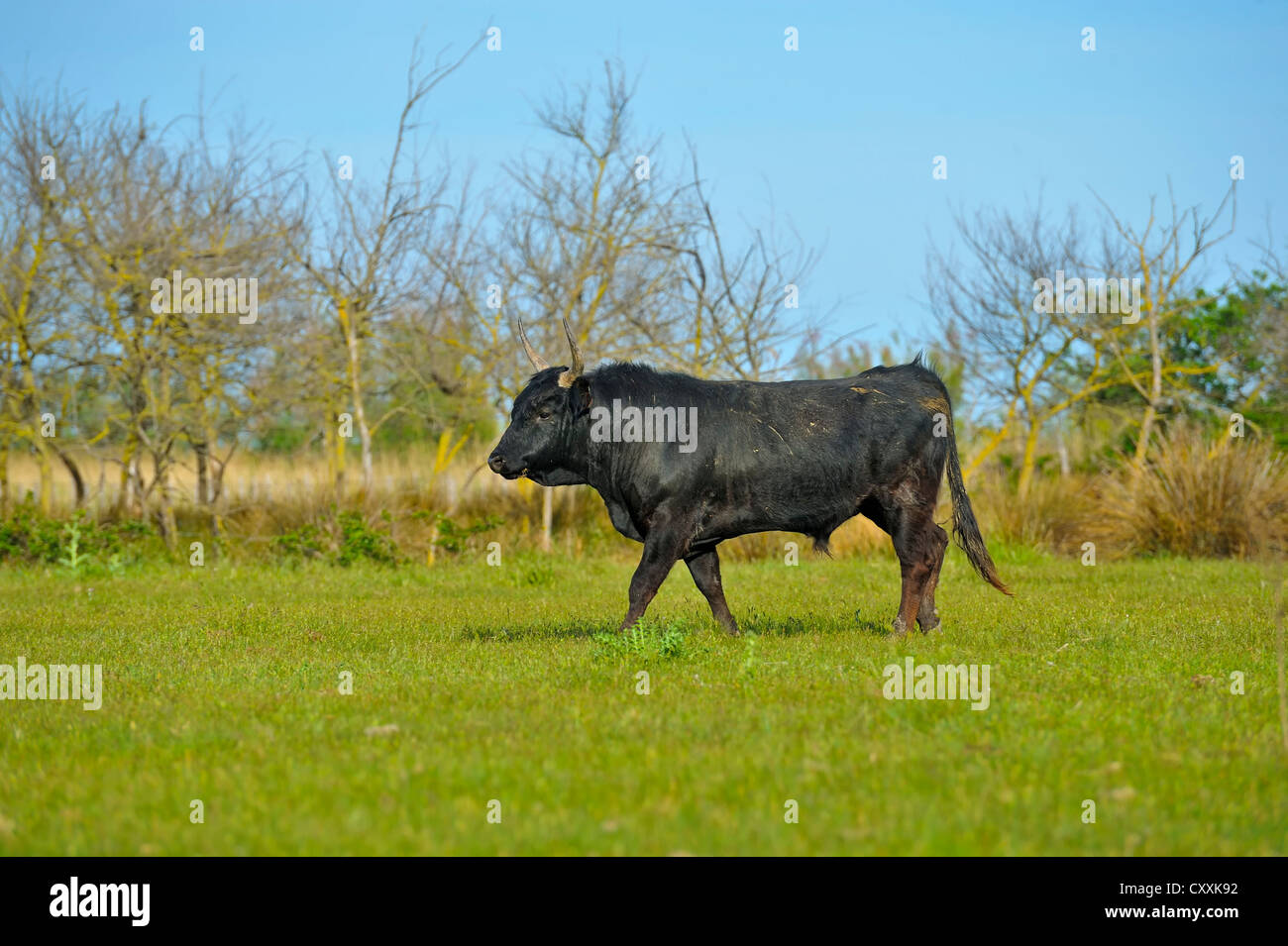 Camargue cattle (Bos primigenius taurus), bull, Camargue, France