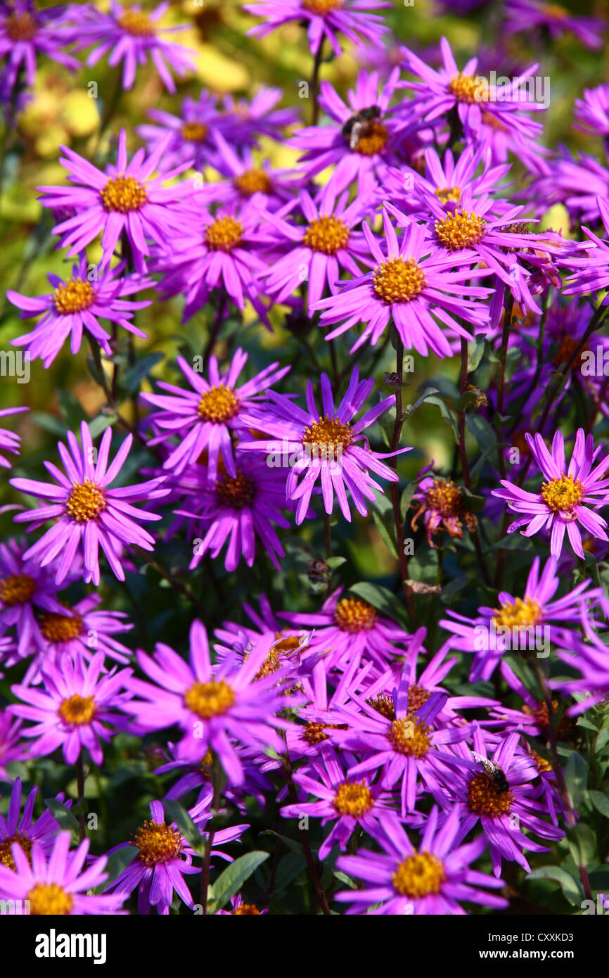 Flowers in full bloom Stock Photo Alamy