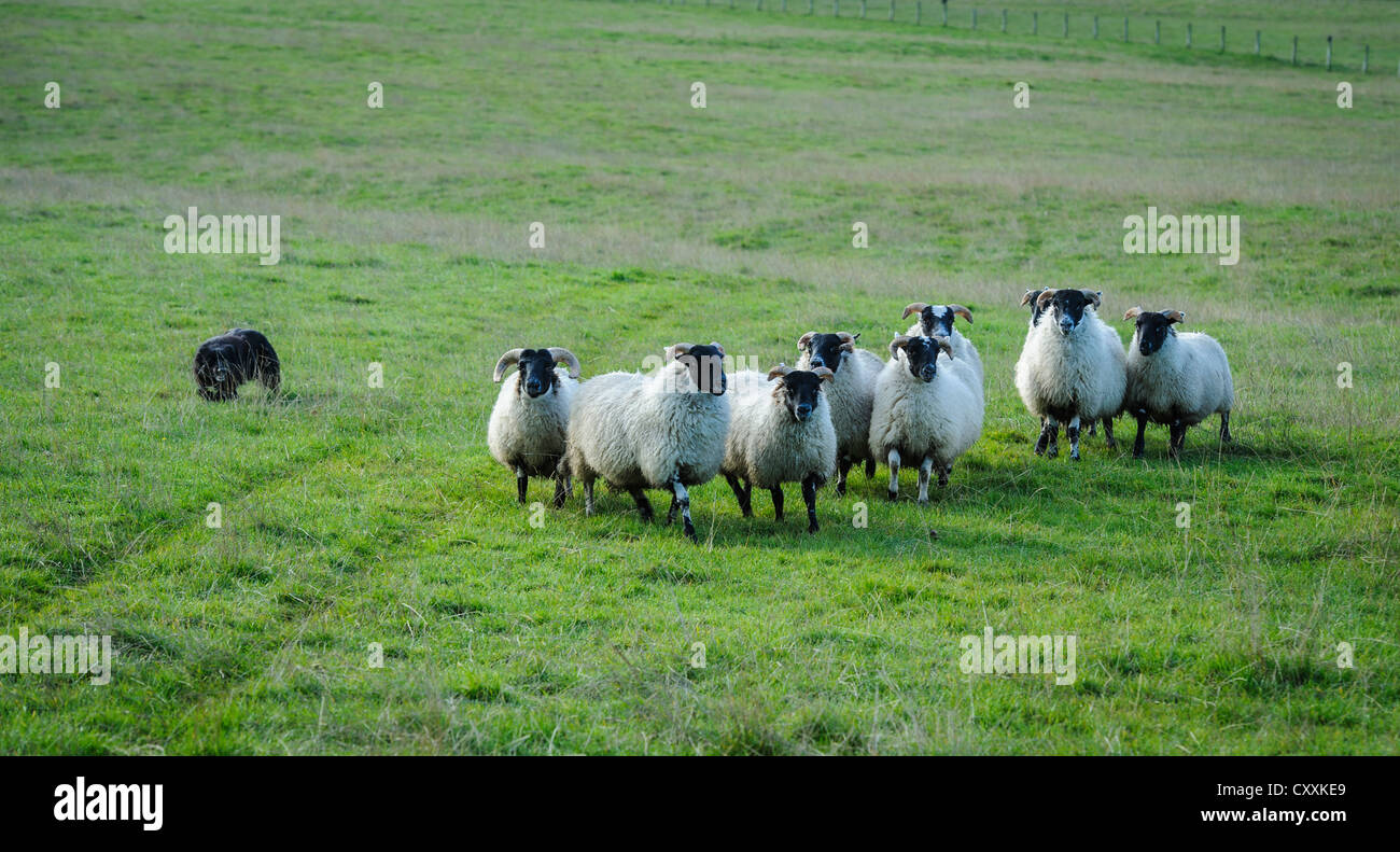 Border Collie sheep dog rounding up sheep on a farm in South Lanarkshire, Scotland Stock Photo