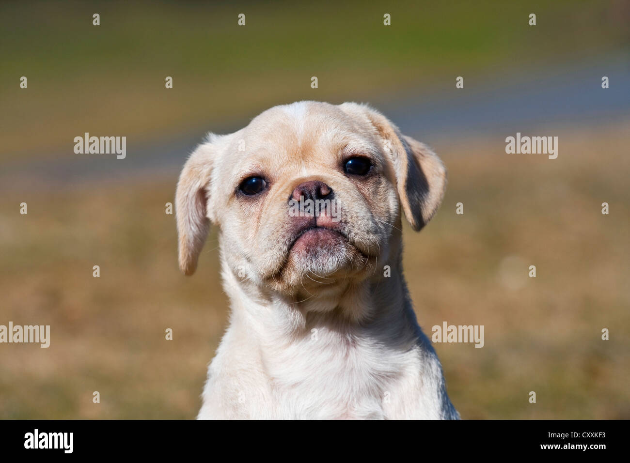 Cheeky Puggle puppy, portrait Stock Photo