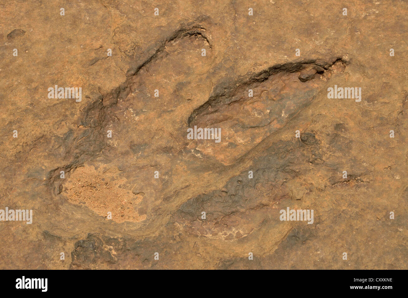 Fossilized footprints of a Tyrannosaurus rex near the village of Mananga, Cameroon, Central Africa, Africa Stock Photo