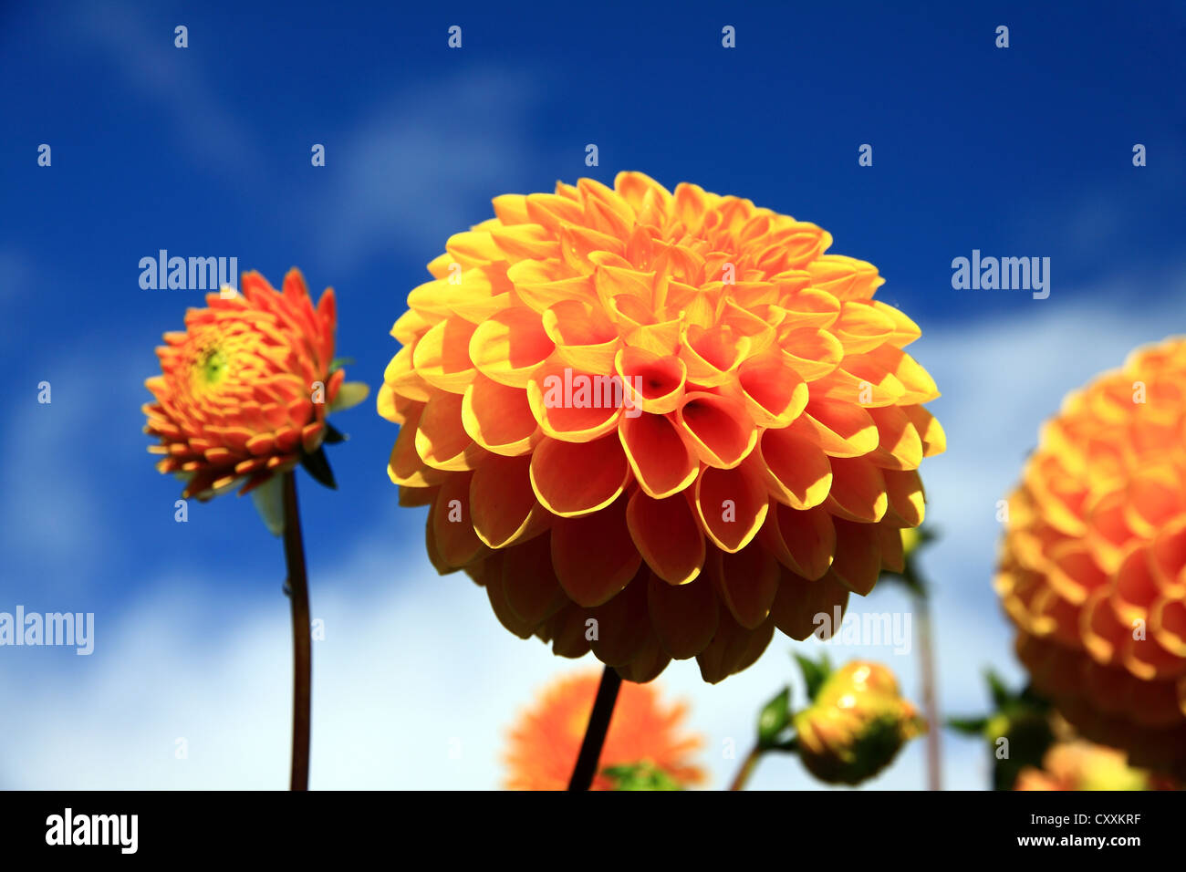 Blue Sky with Dahlia in Foreground Stock Photo