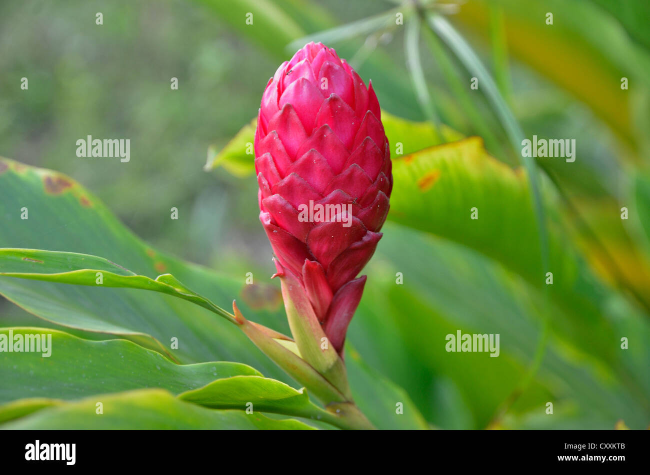 Eine tanzende Lady Ginger Blume in voller Blüte Stockfotografie - Alamy