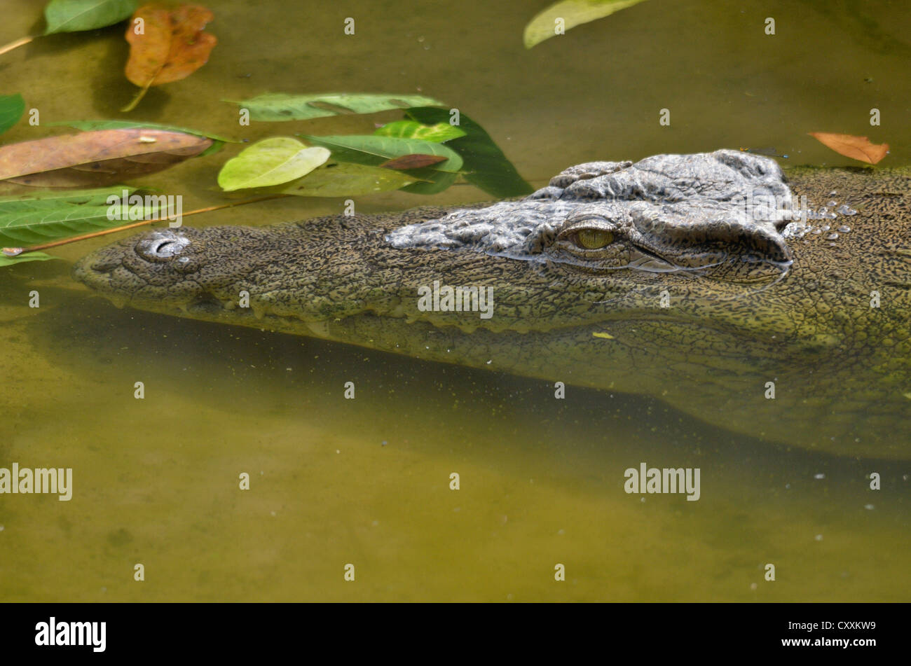 Nile crocodile or common crocodile (Crocodylus niloticus), Limbé Wildlife Centre, Limbé, Carmoon, Central Africa, Africa Stock Photo