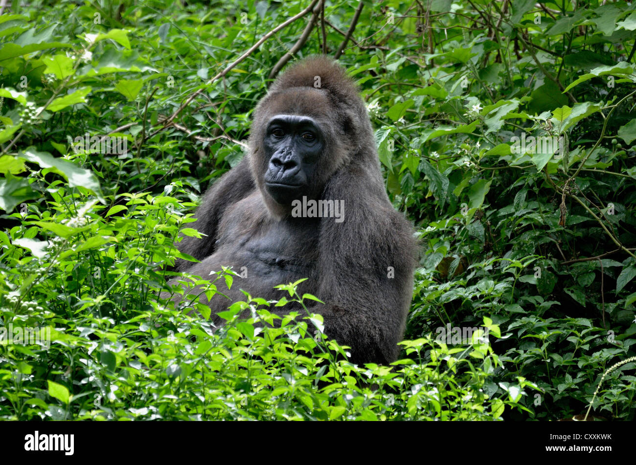 Western Lowland Gorilla (Gorilla gorilla) at Limbé Wildlife Centre, Limbé, Cameroon, Central Africa, Africa Stock Photo