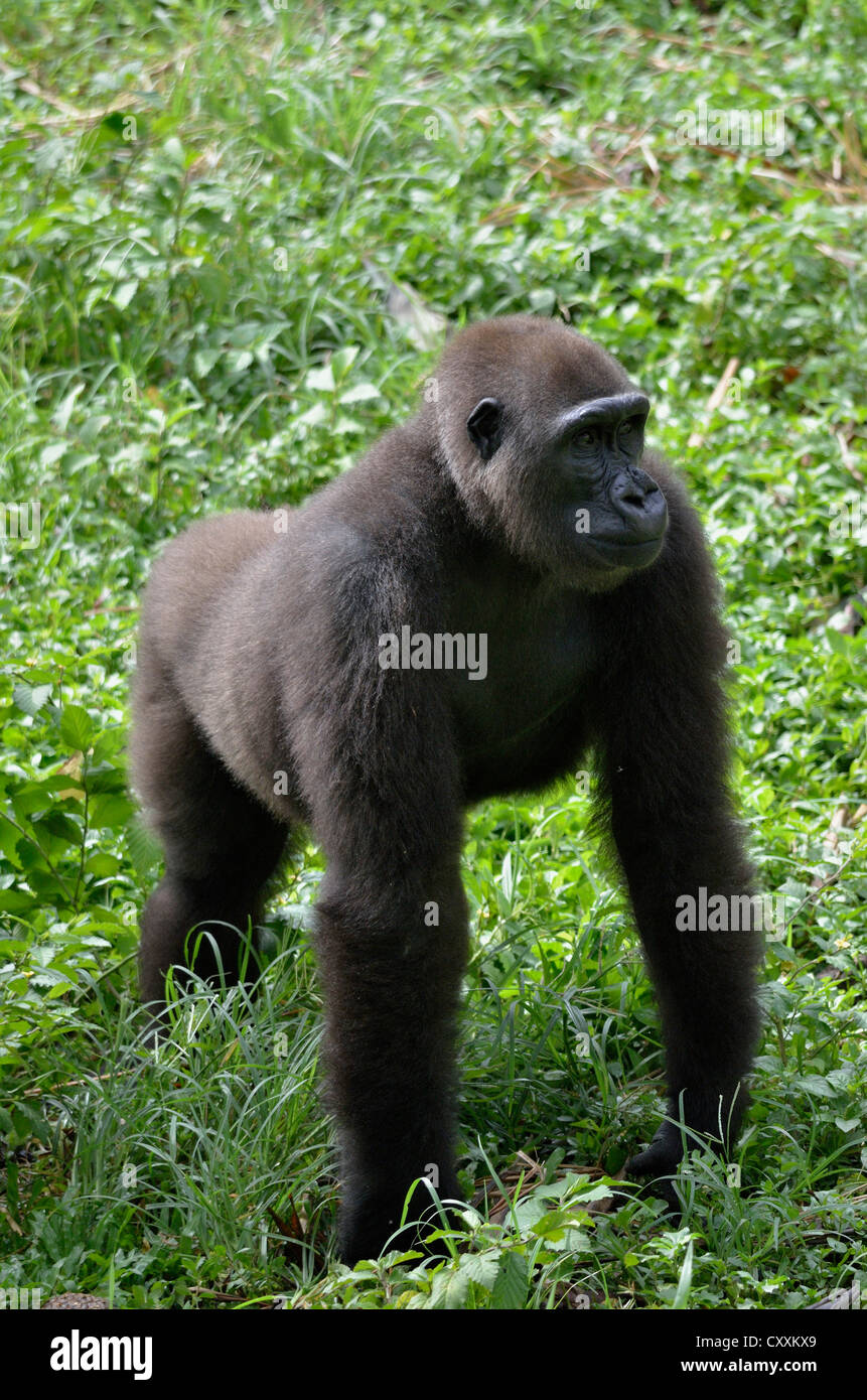 Western Lowland Gorilla (Gorilla gorilla) in Limbé Wildlife Centre, Limbé, Cameroon, Central Africa, Africa Stock Photo