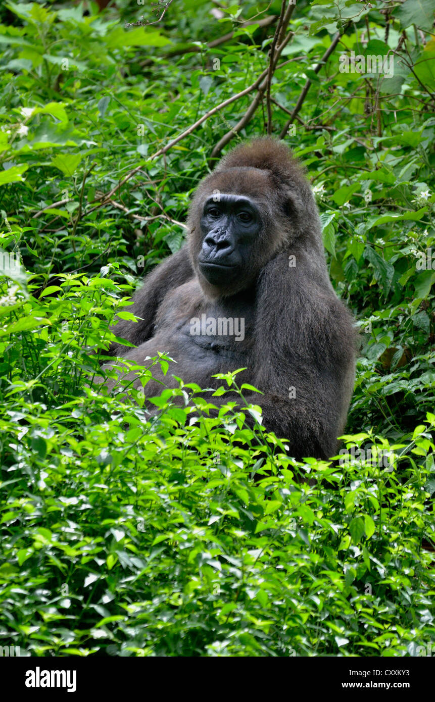 Western Lowland Gorilla (Gorilla gorilla), Cameroon, Central Africa
