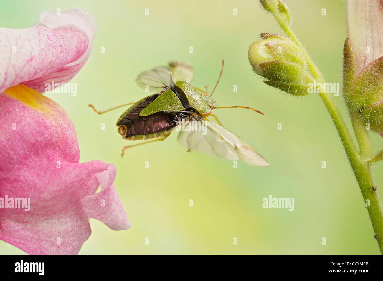 Common Green Shieldbug (Palomena prasina), in flight Stock Photo - Alamy