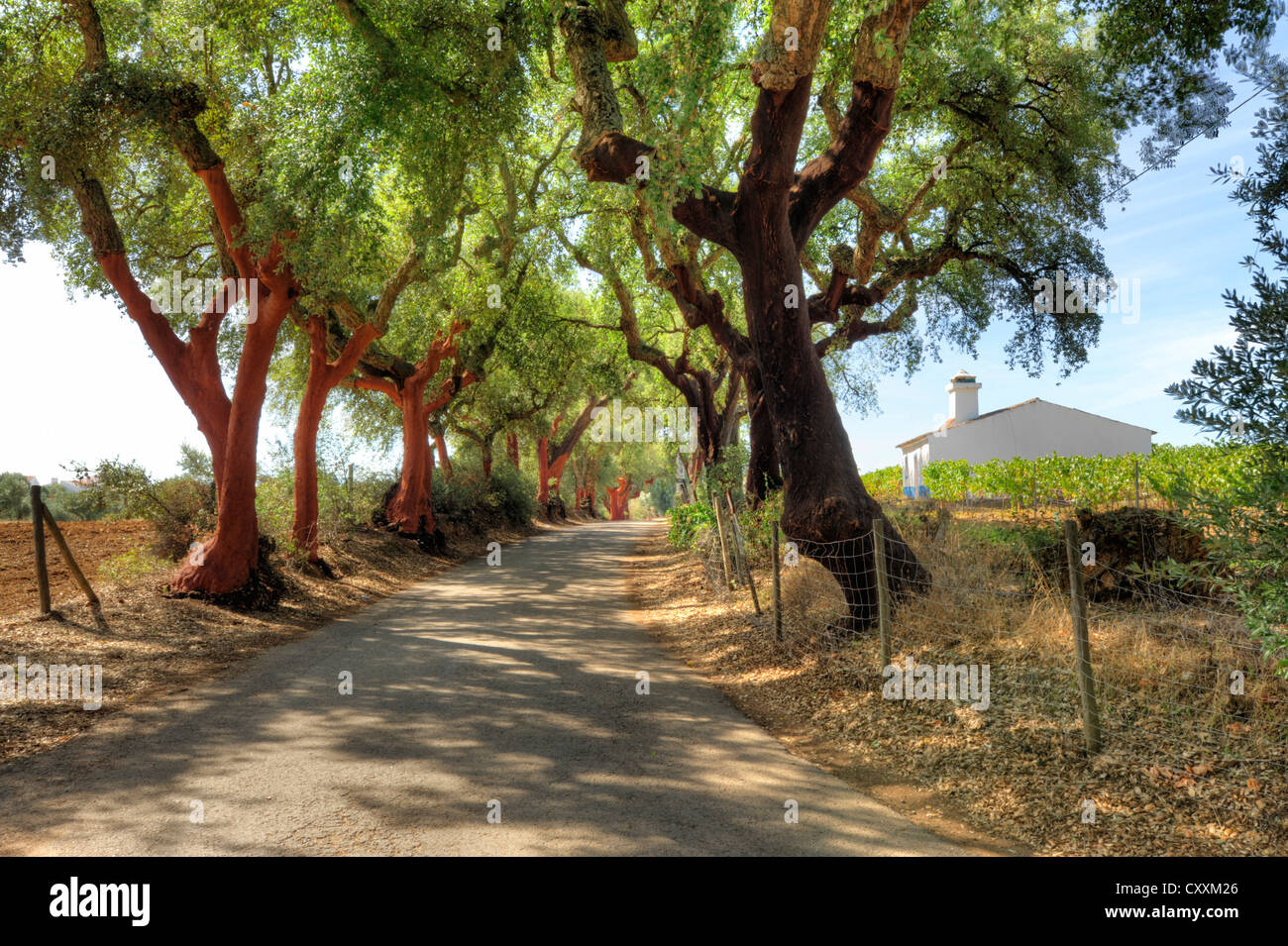 Cork trees in the Alentejo, Portugal Stock Photo Alamy