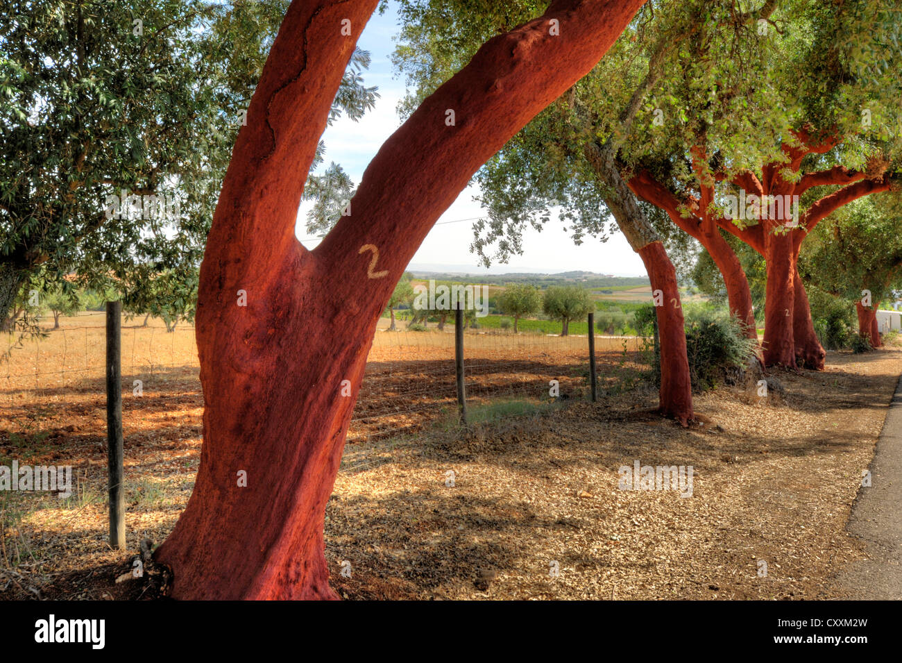 Cork trees at the roadside in Portugal Stock Photo Alamy