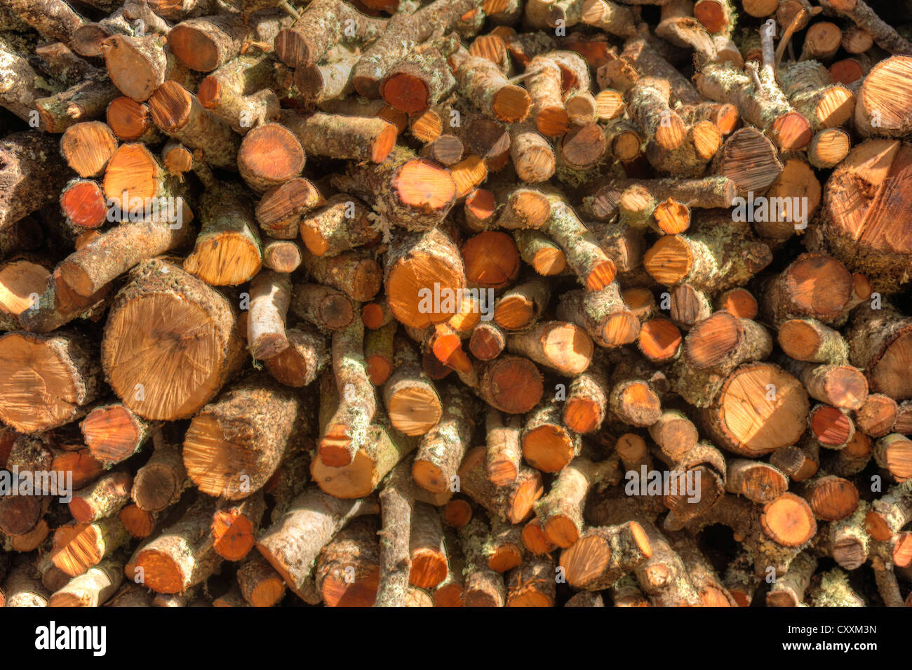 Pile of logs sawn for firewood Stock Photo