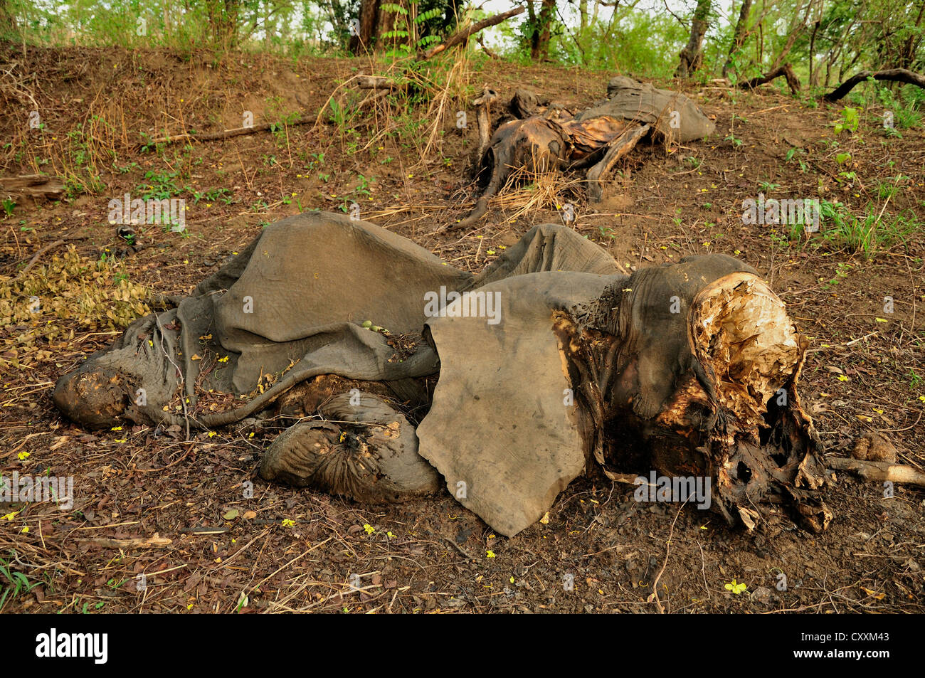 One of the elephants killed by Sudanese poachers on 5 March 2012, Bouba-Ndjida National Park, Cameroon, Central Africa, Africa Stock Photo